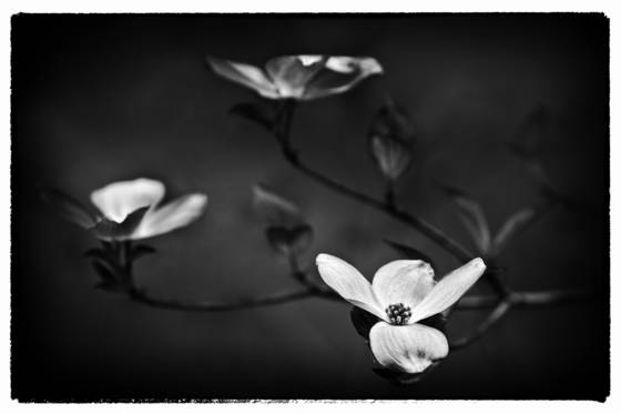 Dogwoods