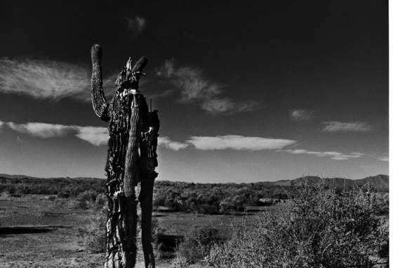 Desert_sentinal