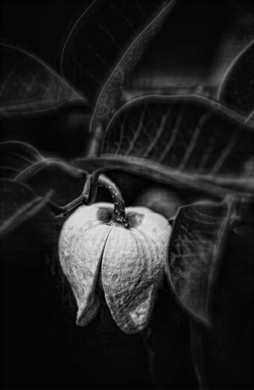 Pod