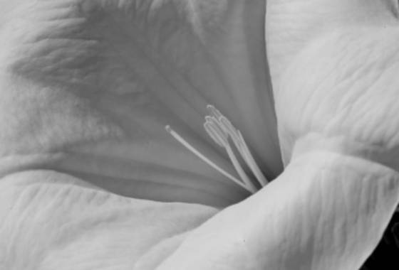 Trumpet_flower