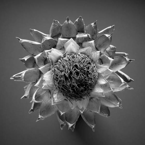 Cardoon