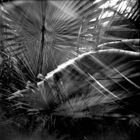 Wind_in_the_palms