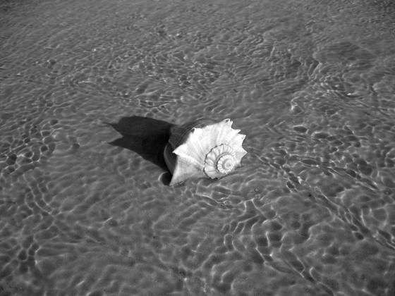 Sea_shell