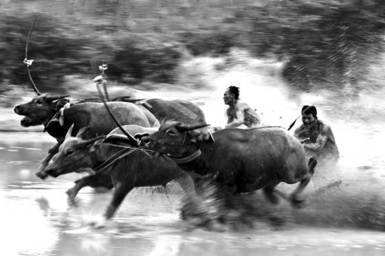 Carabao_match
