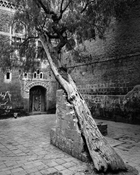 Leaning_tree_courtyard