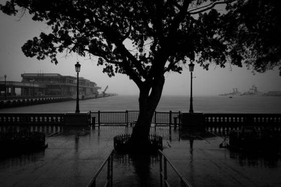 Rain_tree