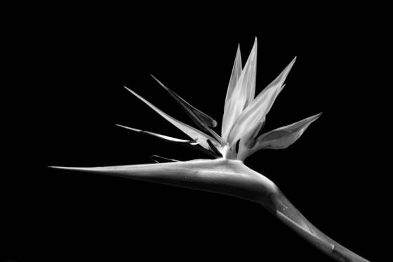 Spring_awakening_1