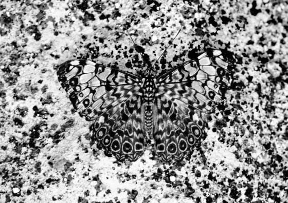 Camofly