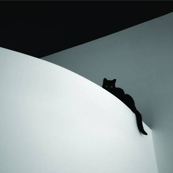 Sirus_on_his_favorite_lookout_point