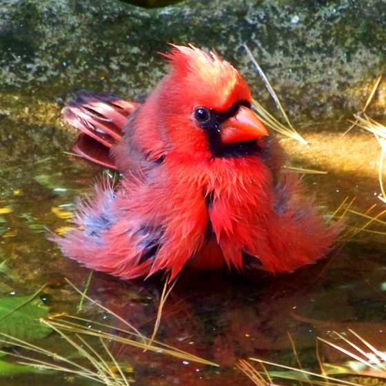 Bird_bath