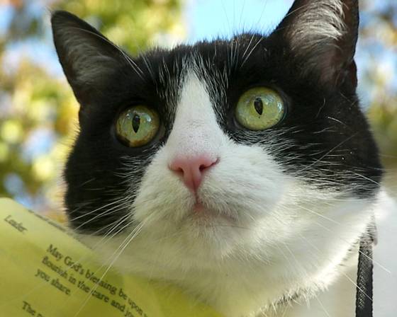 Cat_eyes