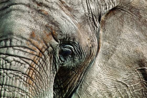 Elefante