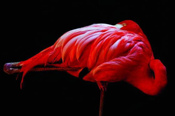 Flamenco