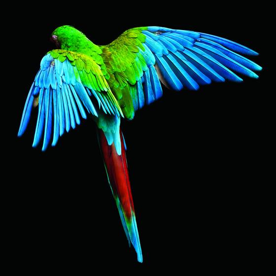 Guacamaya