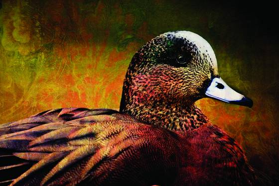 Pato
