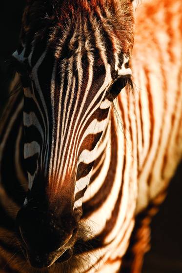 Petite_zebra