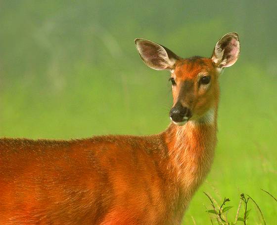 Doe_in_the_mist