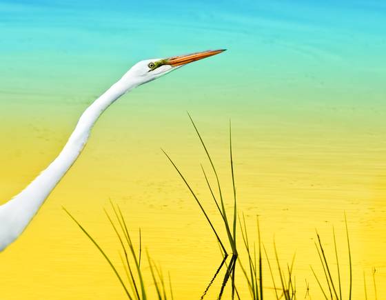 The_egret