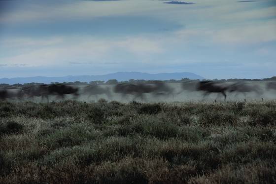 Wildebeest_thunder