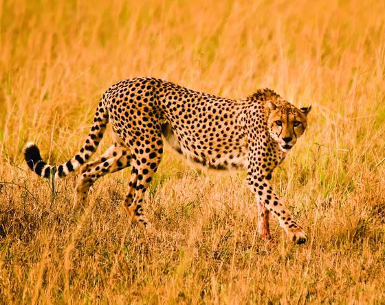Cheetah_stalk