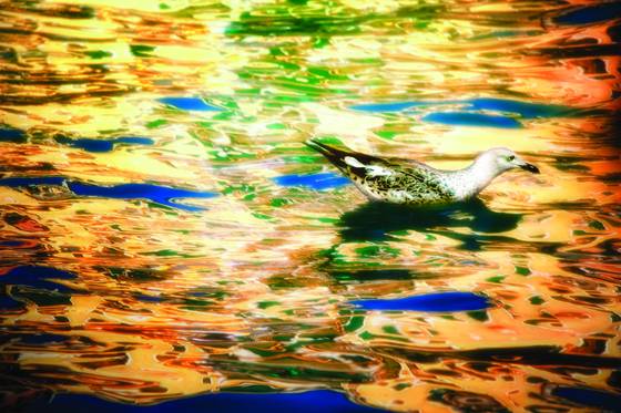 Swimming_in_the_grand_canal