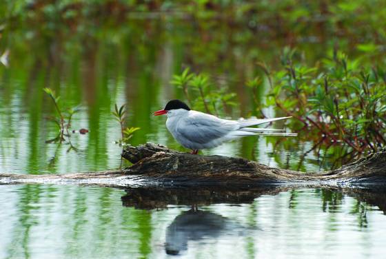 Marsh_1