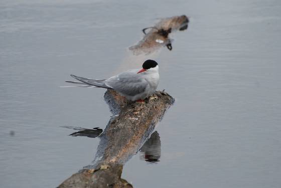 Marsh_5
