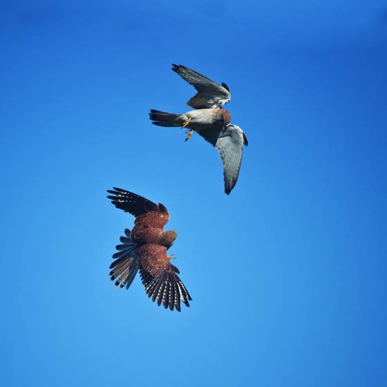 Kestrels