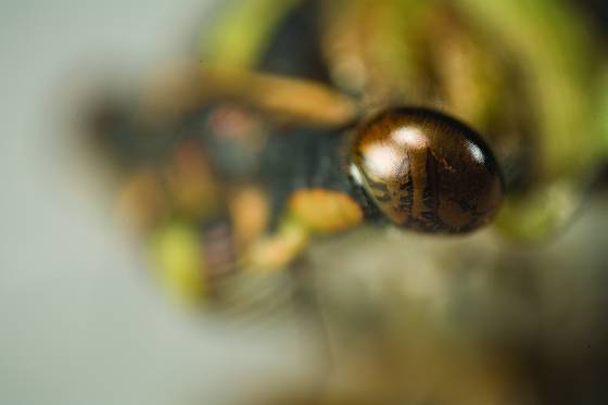 Cicada_eye