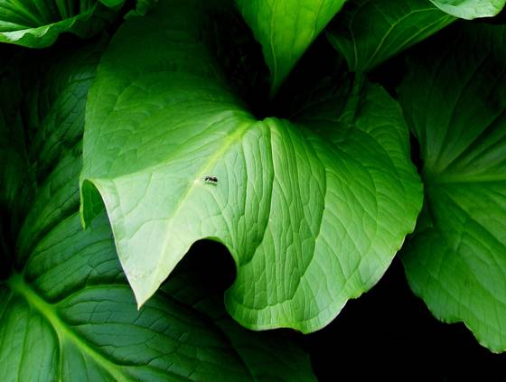 Ant_on_skunk_cabbage