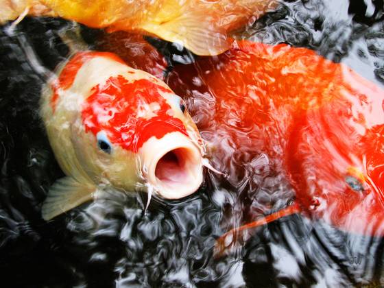 Koi