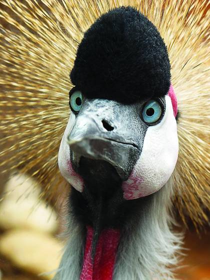 African_crane