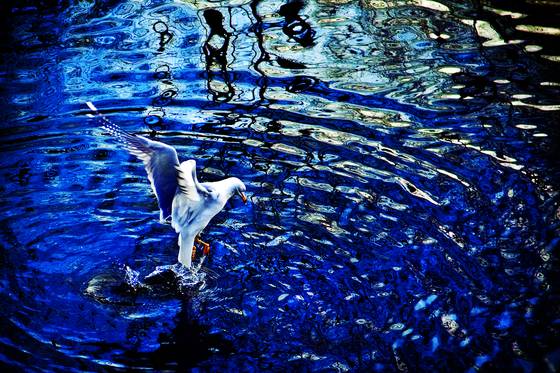 Seagull_fishing