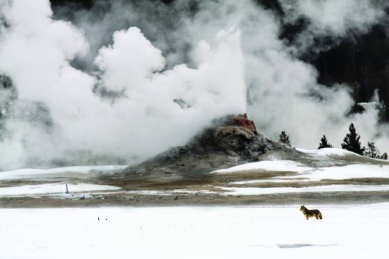 Coyote_geyser