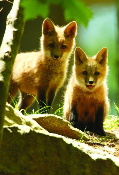 Fox_cubs
