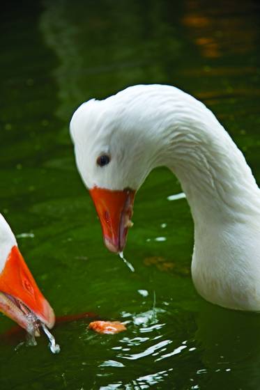 Cathedral_of_santa_eul_lia_geese