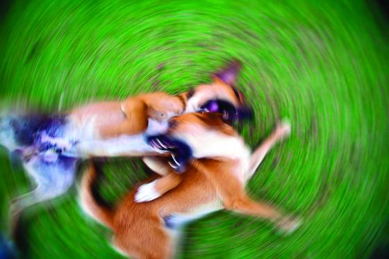 Dogs__fight
