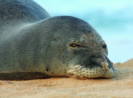 Monk_seal