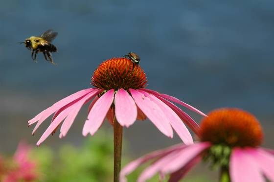 Echinacea