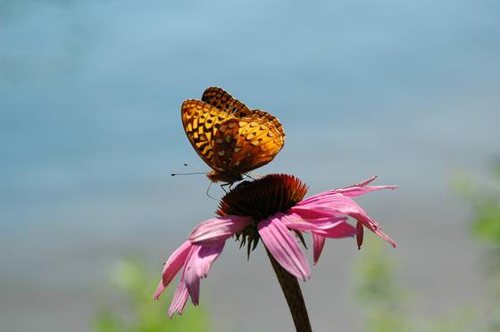 Pearl_crescent
