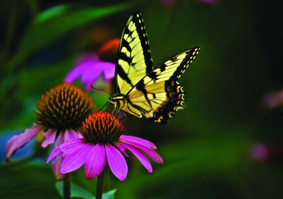 Tiger_swallowtail