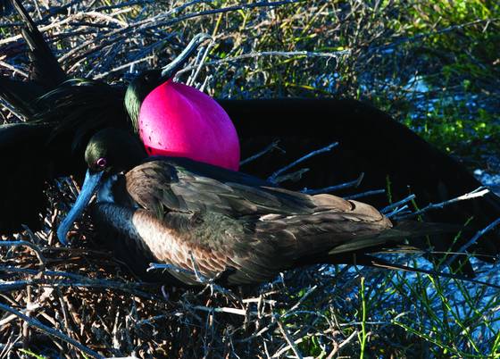 Frigatebird_mates