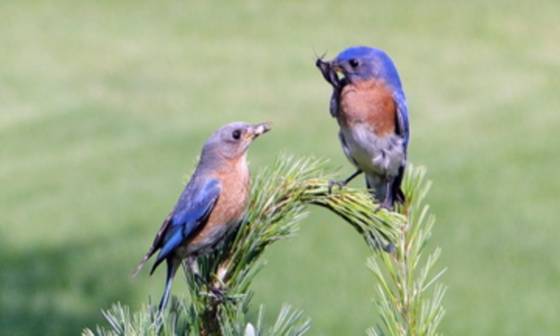 Eastern_bluebirds