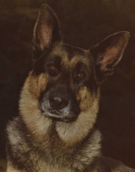 Lobo