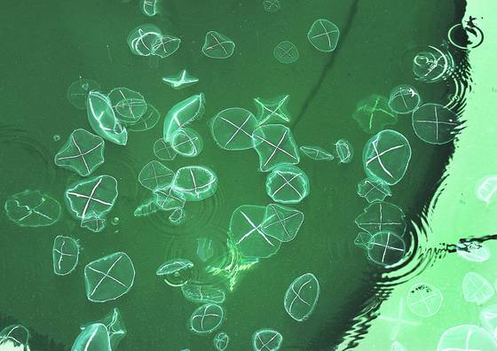 Jellyfish
