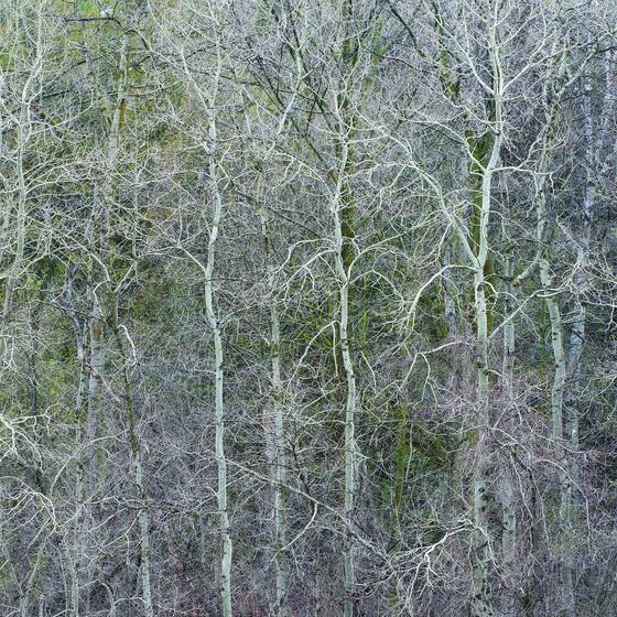 Trees