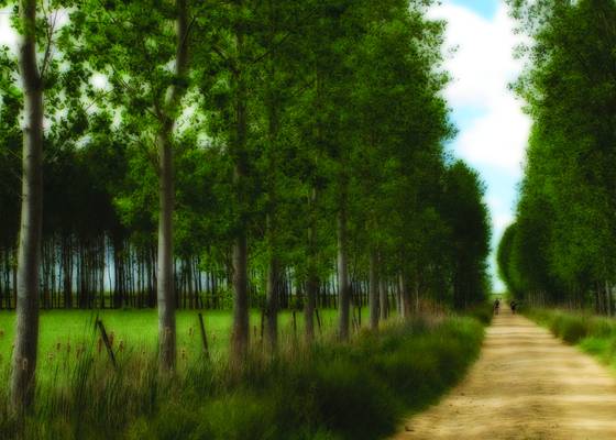 Camino_de_santiago_1