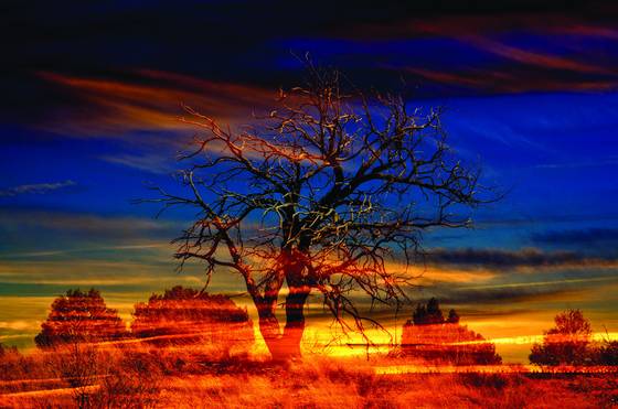 Sunset_tree