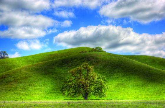 Lone_valley_oak