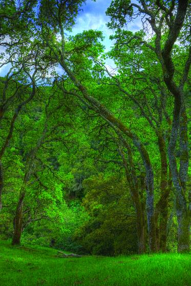 Secret_oaks